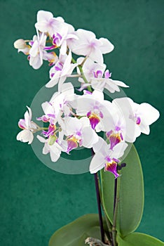 Cattleya labiata,